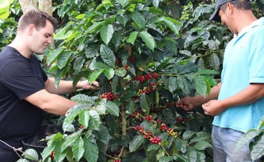 Las exportaciones del grano crecieron un 2% en lo corrido del 2017, informó la Federación Nacional de Cafeteros. Archivo