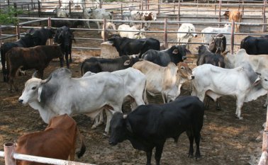 En junio de 2017, las autoridades regionales sacrificaron 450 animales por un brote de fiebre aftosa, situación que genera pérdidas a los ganaderos. Archivo La Opinión