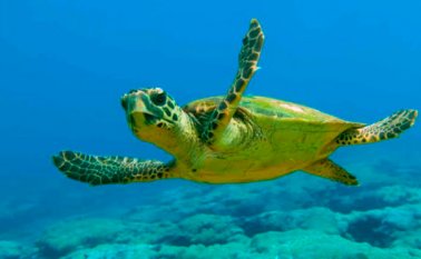 Las tortugas son detectadas cuando llegan a las costas, se conocen sus zonas de anidación, pero cuando se van es muy difícil saber hasta dónde viajan y cómo realizan esos movimientos. Internet | Referencial