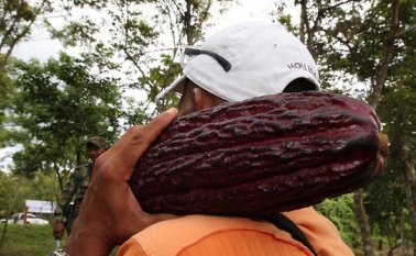 Sembrando cacao. Archivo