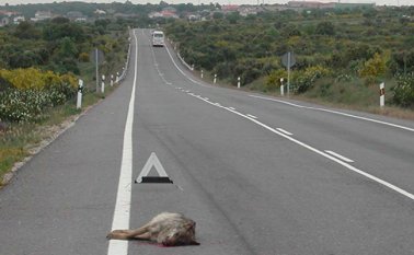 La apertura no planificada de vías y la falta de señalización, las han convertido en ‘depredadores’ para centenares de especies de animales. Carlos Cáceres - Wilber Ruiz