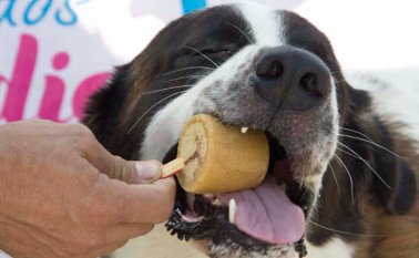Helados de carne son los más gustan entre los caninos. Estos helados contribuyen a las defensas y los músculos por su alto contenido de proteínas y porque no contiene conservantes. Luis Alfredo Estévez