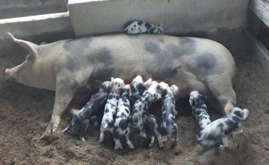 El programa se desarrolla con un equipo de Ambero (consultor de la Agencia de Cooperación Alemana GIZ). Cortesía