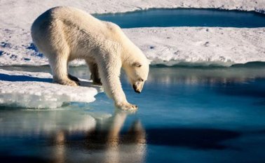 Los osos polares que viven en el hielo marino del Ártico están encontrando problemas para cazar las suficientes focas. AFP