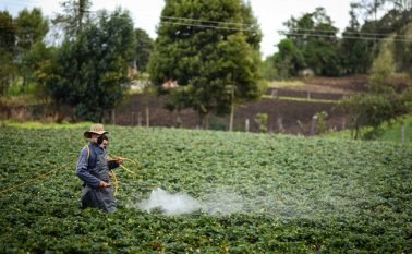 El desarrollo agrícola del país generará más empleos que otros sectores, como el retail y las Tecnologías de la Información y las Comunicaciones (TIC), según los expertos del mercado. Colprensa