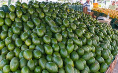 Algunos de los productos que se fortalecerán son cacao, durazno, aguacate, banano y leche, en municipios como Pamplona, Pamplonita, Durania, Ábrego, Cáchira, El Tarra, La Esperanza, Lourdes, Arboledas.  Cortesía