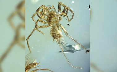 Universidad de Kansas /Today.ku.edu