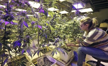Medcann ofreció ayer un taller para periodista sobre el futuro de la industria del cannabis medicinal en Colombia. La actividad se cumplió ayer en Bogotá. Archivo