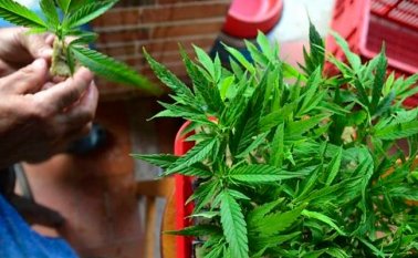 Cultivando marihuana. Colprensa