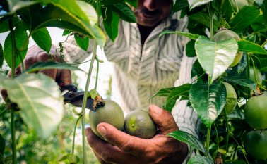 En 2017, el ICA certificó la exportación de 28.130 toneladas de cítricos con destino a diferentes países del mundo. Archivo La Opinión