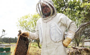 En Colombia el negocio de la apicultura es manejado por pequeños empresarios. Colprensa