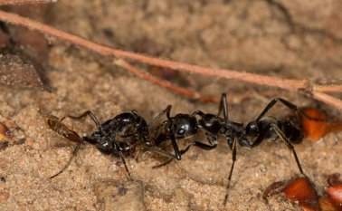 Las hormigas matabeles africanas curan las heridas de los soldados heridos y las devuelven a la salud, según un descubrimiento "sorprendente" publicado en la revista Proceedings of the Royal Society B. AFP