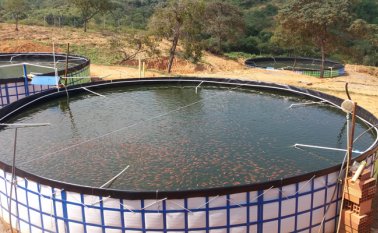 El proyecto cuenta con tecnología de punta y cinco estaques, clasificados indistintamente para reservorio, cría y ceba de tilapia roja o mojarra roja. Cortesía