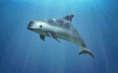 A nivel mundial, la mitad de especies de mamíferos han reducido su distribución geográfica hasta en un 80 % en las últimas décadas. Internet