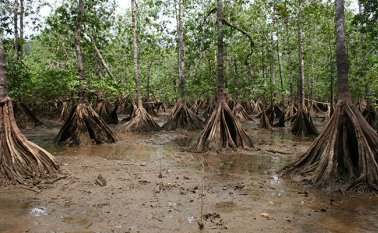 La explotación de rentas criminales versus la defensa de los recursos naturales y fundamentales para la vida es el conflicto de fondo que hay detrás de la denuncia del ministro de Ambiente, Luis Gilberto Murillo Urrutia, Colprensa