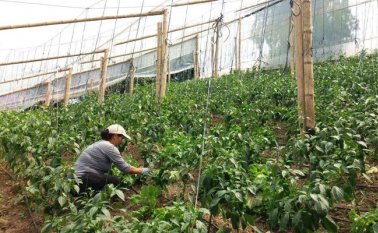 La producción de cultivos de clima frío hace parte del proceso inicial de la iniciativa comunitaria tachirense. Archivo