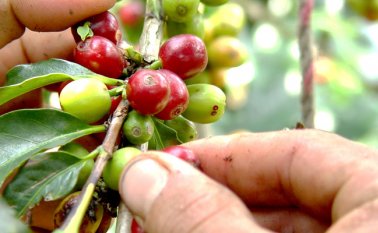 Colombia también tuvo un retroceso en la producción de los últimos doce meses (marzo de 2017-febrero de 2018), del 4%. Archivo