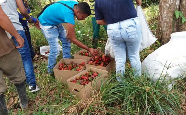 Pese a la sequía, se logró sacar el pimentón de menor tamaño, pero con un buen precio para los cultivadores. Cortesía
