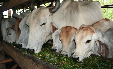 De acuerdo con el comité de ganaderos de Norte de Santander, hay 17.000 reses listas para sacrificar y vender, pero el Gobierno aún no les ha cumplido con lo pactado para poder enviar el producto al interior del país. Colprensa