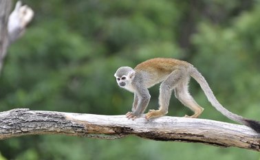 Las especies de aves y mamíferos son portadoras de enfermedades. Cortesía