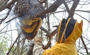 Los expertos en apicultura señalan que “si no hay abejas, no hay polinización y si no hay polinización, no hay alimentos”. Archivo