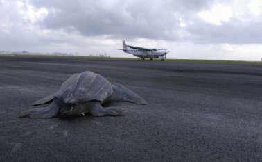 Es una tortuga marina tres veces más grande comparada con un reptil de su especie. Internet