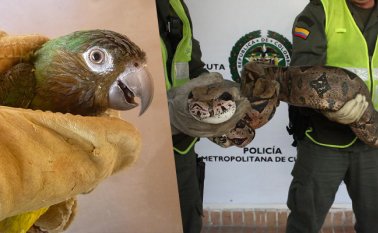 Entre 2012 y 2017, un equipo de biólogos hizo un diagnóstico del tráfico ilegal de fauna silvestre en Norte de Santander. Para ello, analizaron los registros de incautaciones de Corponor y de la Policía, revisaron los procesos sancionatorios e hicieron trabajo de campo en 15 municipios. Corponor - Policía