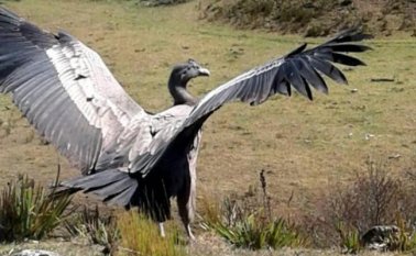 El ave estuvo cerca de 15 minutos responsado y luego retomó su vuelo, según Nacho Pérez. Nacho Pérez