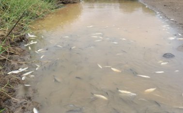 La Anla inició el proceso sancionatorio contra Ecopetrol por los daños ambientales. Colprensa