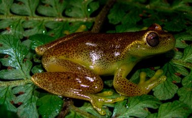 La especie de anfibio se llama Hyloscirtus japreria rinde homenaje a los japreria, una mermada etnia indígena de Perijá, en el estado Zulia, Venezuela. AFP