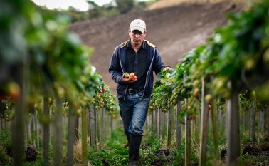 Campesinos realizando labores agrícolas en el campo. Colprensa