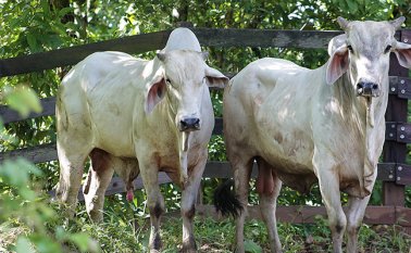 Tras conocer el caso, que se presentó en el departamento de Arauca (fronterizo con Venezuela), se activaron "todos los protocolos sanitarios", Colprensa
