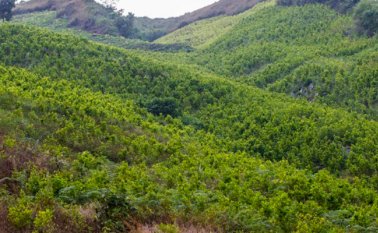 Internet / Foto Referencial 