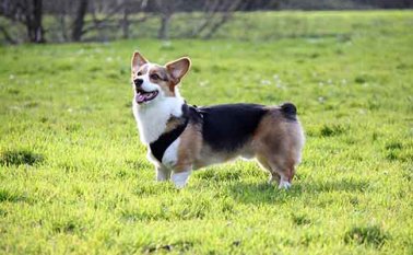 El animal asesinado era de raza corgi galés, de dos años de edad. Internet