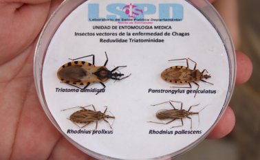 La enfermedad afecta a más de seis millones de personas en el mundo, de las cuales más de 1,2 son mujeres en edad fértil, según la Organización Mundial de la Salud. Archivo