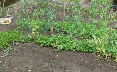 A las familias que participan se les entrega las semillas, los insumos para la siembra, además de una capacitación en el área impartida por el Sena. Archivo