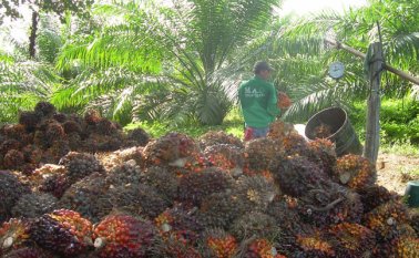 una semana en la que no se pueda transportar el corozo de la palma aceitera representa alrededor de cuatro mil millones de pesos en pérdidas. Archivo
