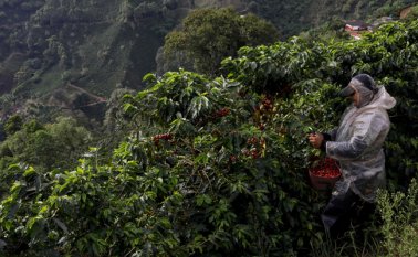 Con los recursos de la transferencia del Presupuesto General de la Nación se aspira a estimular la renovación de 31 mil hectáreas de cafetales Archivo