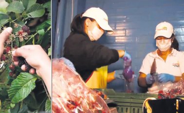 Para evitar empacar a mano, los productores recibieron una máquina empacadora automática. Cortesía