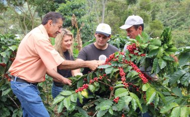 El proyecto impulsado por las alcaldías de tres municipios (Toledo, Labateca y Chitagá), busca mejorar la infraestructura y renovar las plantaciones de café. Archivo