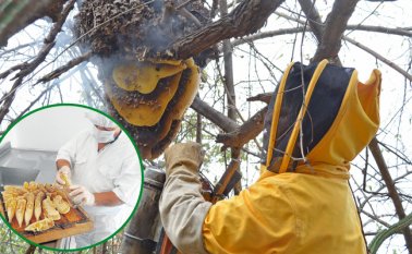 La apicultura es rentable, para una familia que trabaje con 15 colmenas en adelante, lo que en producción representa 500 kilos de miel por cosecha. Archivo