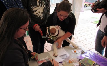 Los animales que son censados dejan la huella como constancia del registro. El propietario adquiere compromisos para mejorar la convivencia en Pamplona. Roberto Ospino