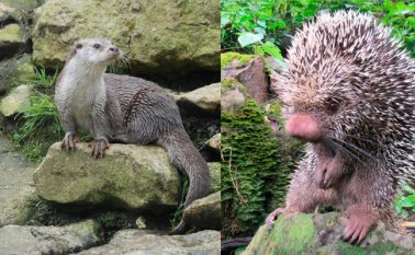 Nutria y erizo. Cortesía