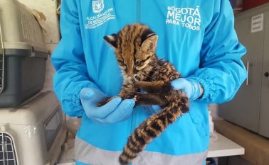 Este es el leopardo rescatado. Colprensa