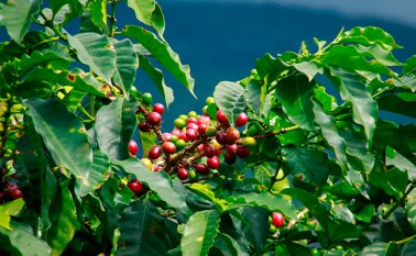 Matas de cultivo de café. Colprensa