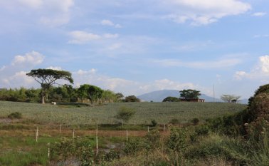 El riego es fundamental en las actividades agropecuarias al elevar los ingresos y rendimientos promedio de los productores. Colprensa