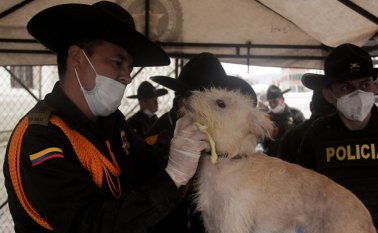 Según EPM, el área total de ocupación del plan de manejo ambiental comprende 3 mil  metros cuadrados, en los que se ubican jaulas y casetas para la atención y manejo de fauna. Colprensa