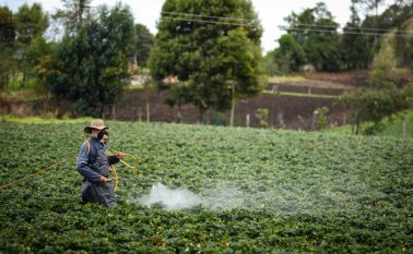 El uso de químicos representa un problema para la producción de alimentos. Archivo