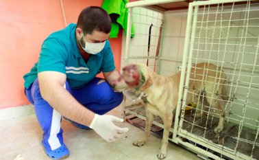 Según la Fundación Manantial se reciben 15 casos de maltrato animal al día. Mario Caicedo