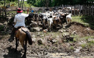 El consumo de carne local aumentó en el área metropolitana, gracias a que se redujo el ingreso de ganado de contrabando. Archivo